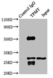 TPMT Antibody