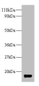 trxA Antibody