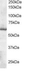 Goat anti-Thioredoxin Reductase 1 Antibody