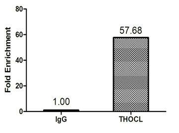 THOC1 Antibody
