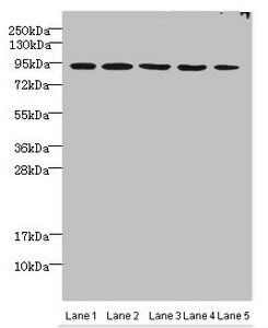 THOC1 Antibody