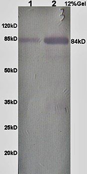 Nuclear Matrix Protein p84 Rabbit Polyclonal Antibody