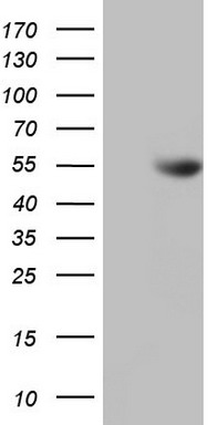 TIF1 alpha Antibody
