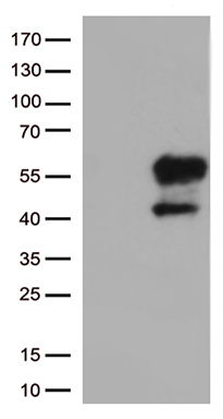 TIM 3 Antibody
