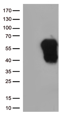 TIM 3 Antibody