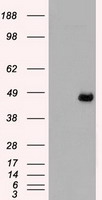 TIM 3 Antibody