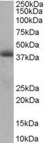 TIM50 Antibody