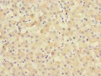 TIMM50 Antibody