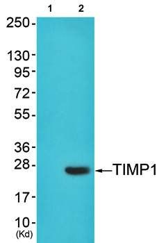 TIMP1 Antibody