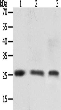TIMP4 Antibody
