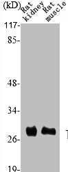 TIMP4 Antibody