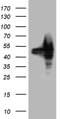 TINF2 Antibody