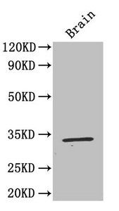 F3 Antibody