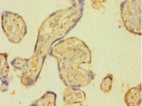 PLAT Antibody