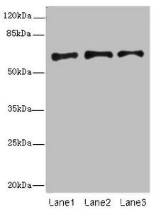 PLAT Antibody