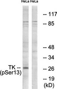 TK (Phospho-Ser13) Antibody