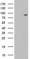 TLE 1 Antibody
