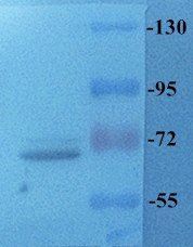 TLR2 antibody