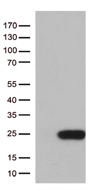TSPAN7 Antibody