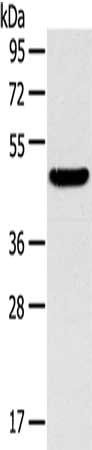 TM7SF2 Antibody