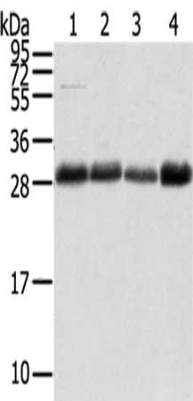 TMED1 Antibody