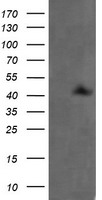 TMEFF2 Antibody