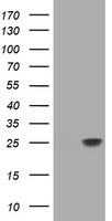 TMEFF2 Antibody