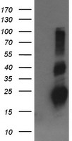 TMEFF2 Antibody