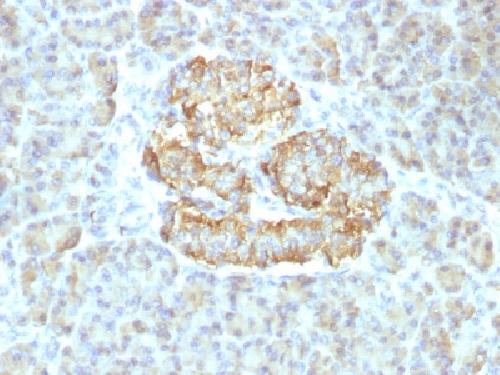 TNF Antibody