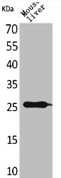 TNF Antibody