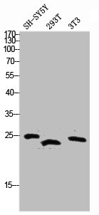 TNF Antibody