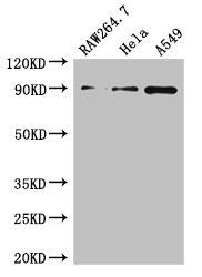 TNFAIP3 Antibody