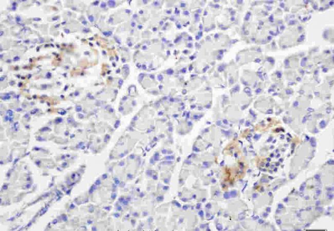 TNFC Rabbit Polyclonal Antibody