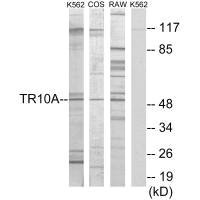 TNFRSF10A Antibody