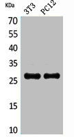 TNFRSF10C Antibody
