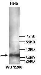 TNFRSF10D Rabbit Polyclonal Antibody