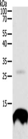 TNFRSF12A Antibody