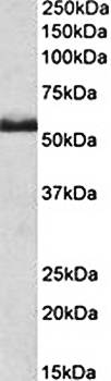 TNF-R-II/TNFR2 (mouse) Antibody