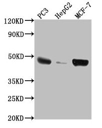 TNFRSF25 Antibody
