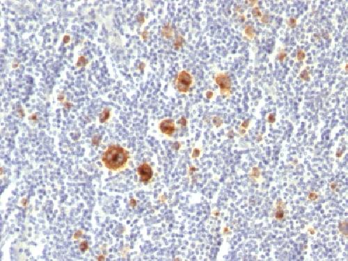 TNFRSF8 Antibody