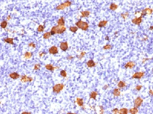 TNFRSF8 Antibody