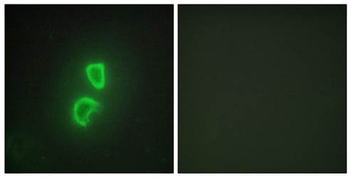 TNFSF11 Antibody