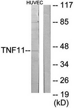 TNFSF11 Antibody