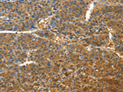 TNFSF13B Antibody