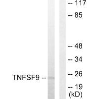 TNFSF9 Antibody