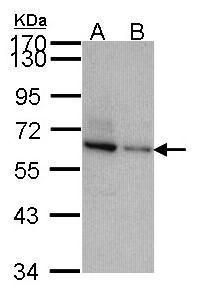 ribonucleic acid export 1 Antibody