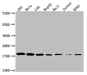 TOMM22 Antibody