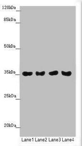 TOMM34 Antibody