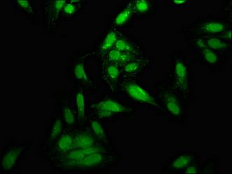 TOP1 Antibody