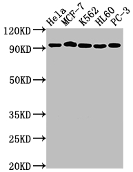 TOP1 Antibody